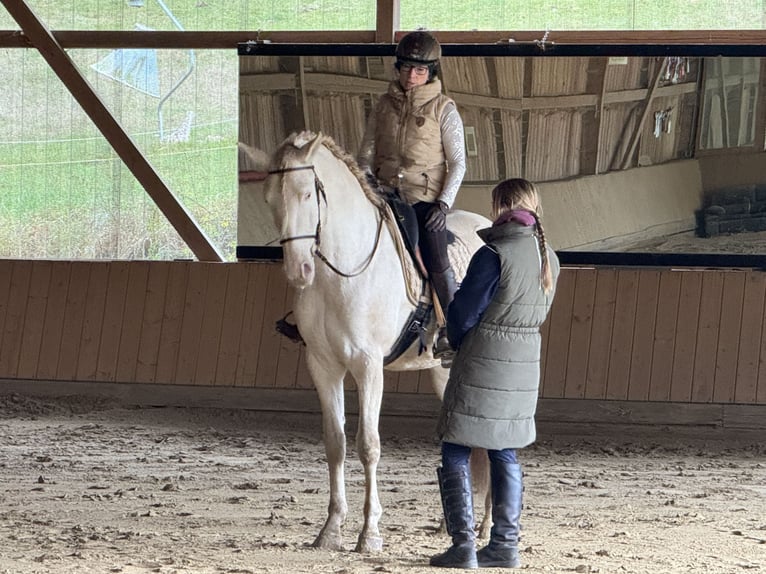 Lusitanien Étalon 4 Ans 161 cm Perlino in Ergeshausen