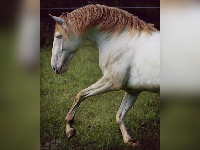 Lusitanien Étalon 4 Ans 161 cm Perlino in Ergeshausen