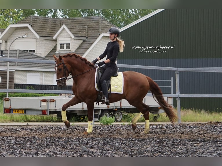 Lusitanien Étalon 4 Ans 162 cm Alezan in Den Haag