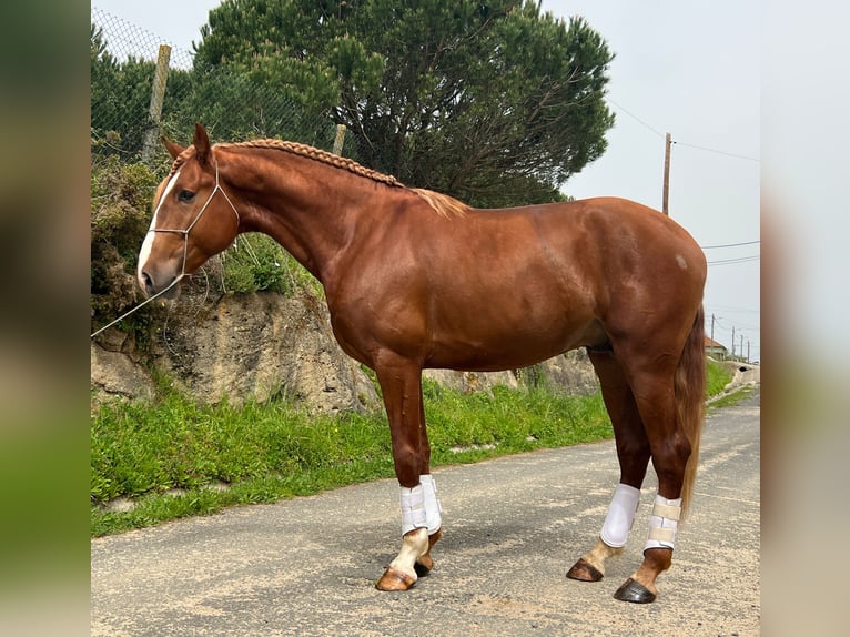 Lusitanien Étalon 4 Ans 162 cm Alezan in Rio Maior