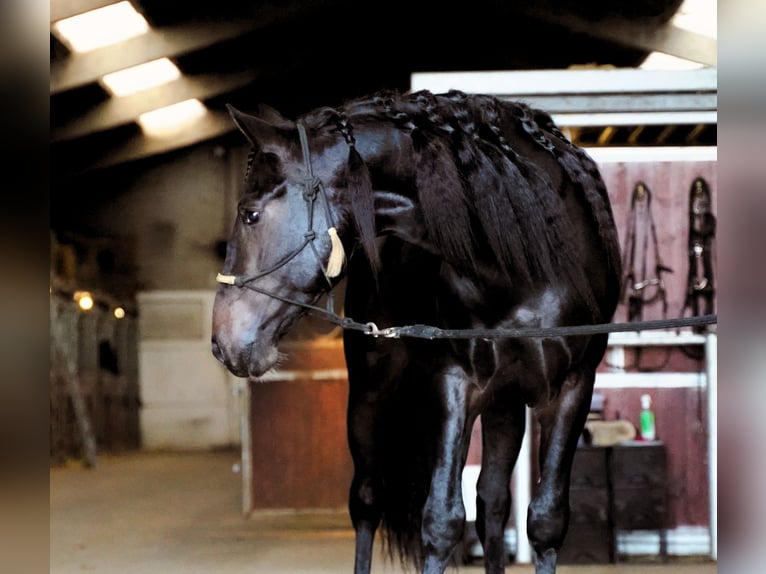 Lusitanien Croisé Étalon 4 Ans 162 cm Bai brun in Heuvelland