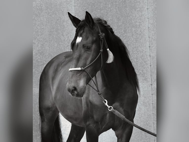 Lusitanien Croisé Étalon 4 Ans 162 cm Bai brun in Heuvelland