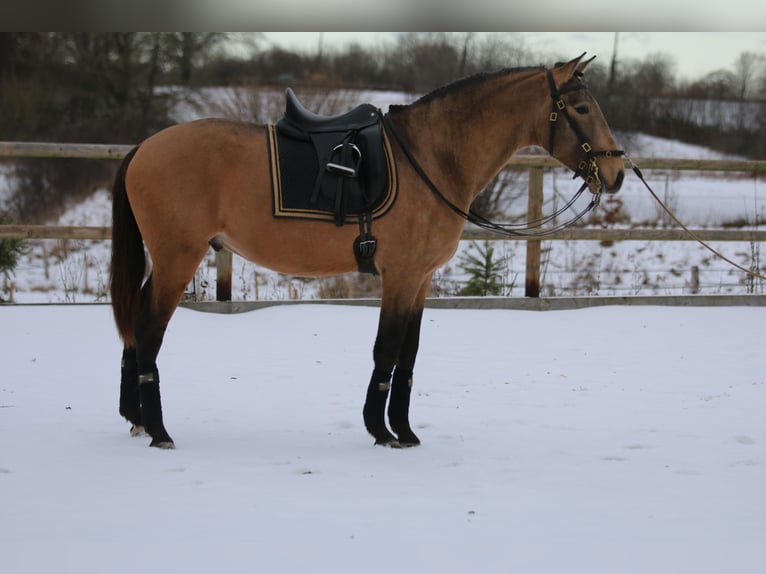 Lusitanien Étalon 4 Ans 162 cm Buckskin in Postfeld