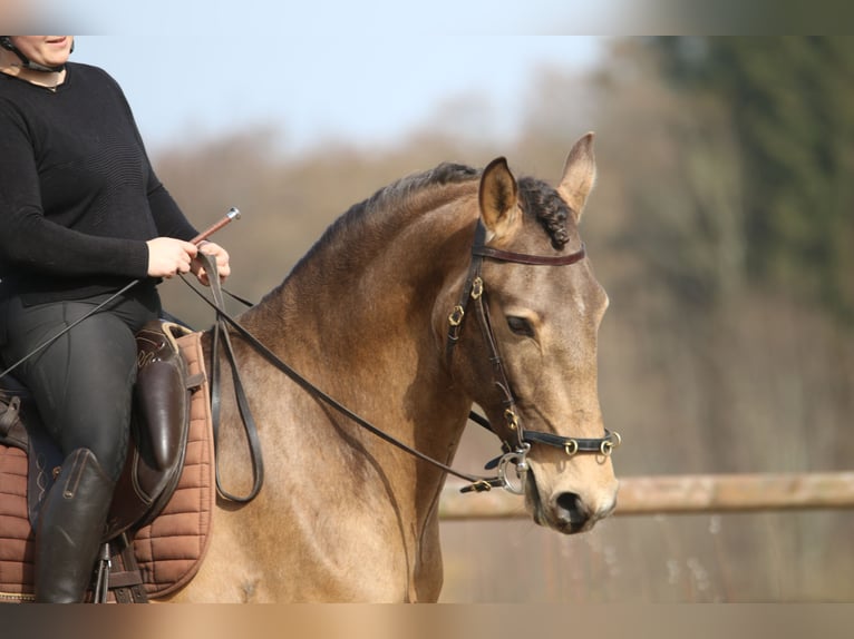 Lusitanien Étalon 4 Ans 162 cm Buckskin in Postfeld