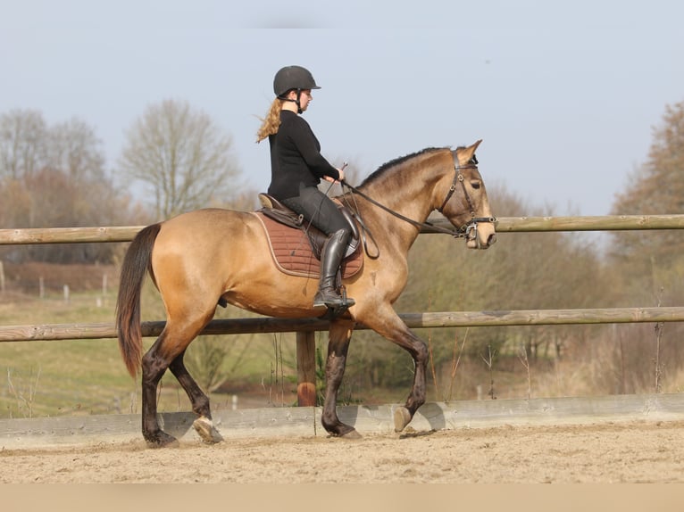 Lusitanien Étalon 4 Ans 162 cm Buckskin in Postfeld