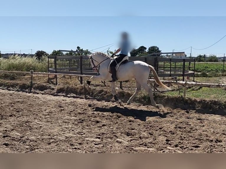 Lusitanien Étalon 4 Ans 162 cm Cremello in Llombai