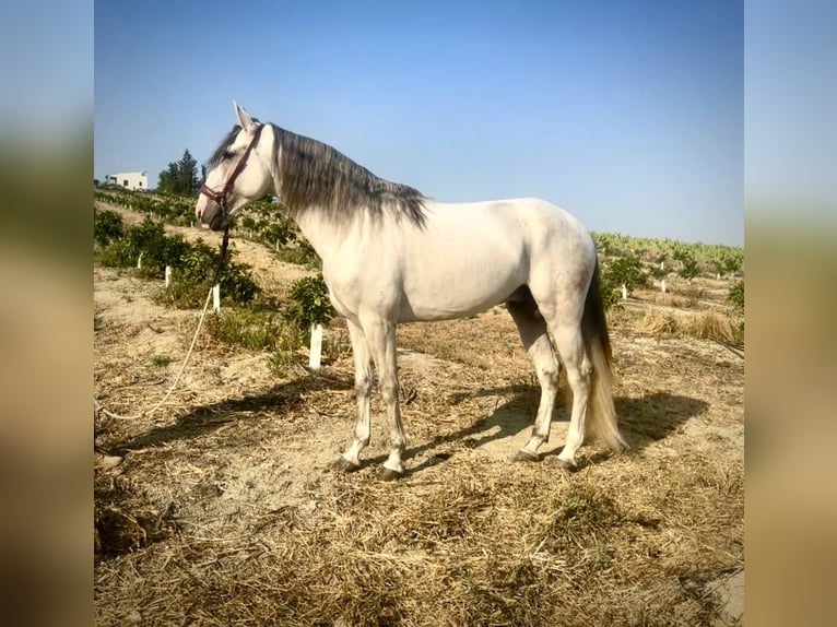 Lusitanien Étalon 4 Ans 162 cm Gris in Galaroza (Huelva)