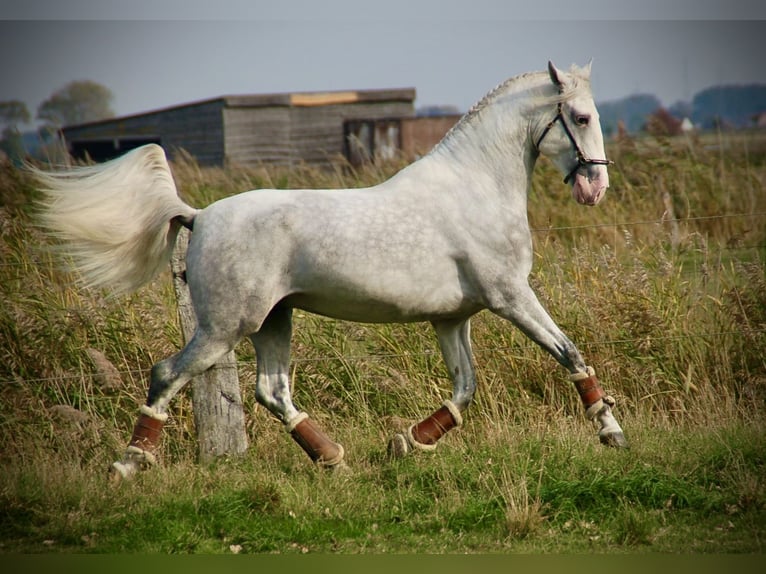 Lusitanien Étalon 4 Ans 162 cm Gris in Bredene