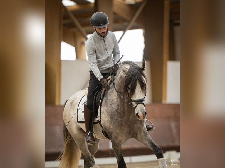 Lusitanien Étalon 4 Ans 162 cm Gris in Coruche