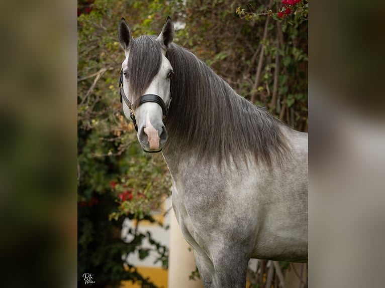 Lusitanien Étalon 4 Ans 162 cm Gris in Coruche