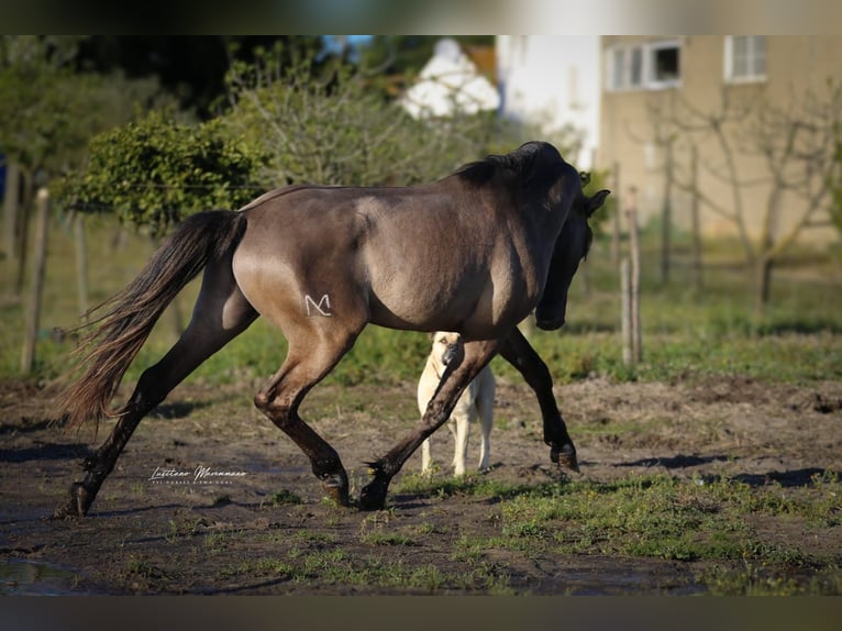 Lusitanien Croisé Étalon 4 Ans 162 cm Grullo in Rio-Maior