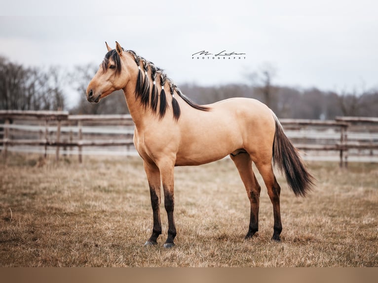 Lusitanien Étalon 4 Ans 162 cm Isabelle in Lonnig