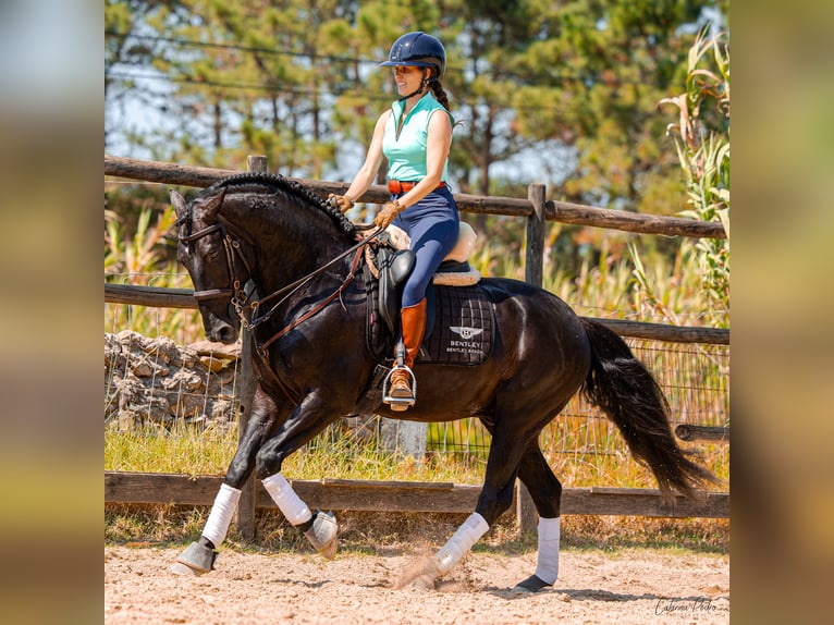 Lusitanien Étalon 4 Ans 162 cm Noir in Sintra