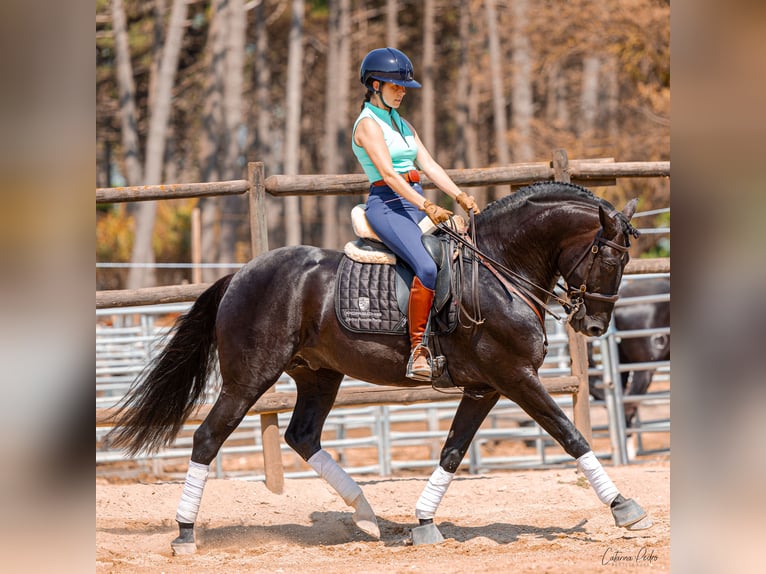 Lusitanien Étalon 4 Ans 162 cm Noir in Sintra