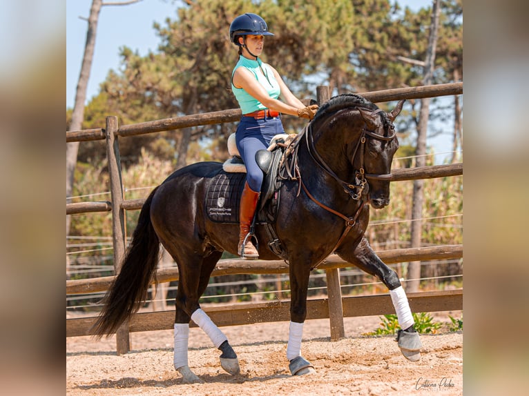 Lusitanien Étalon 4 Ans 162 cm Noir in Sintra