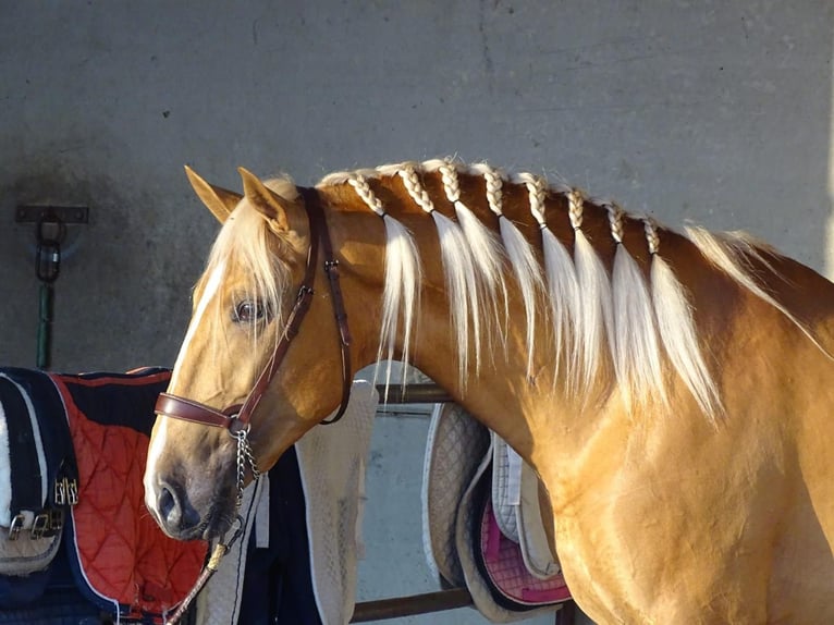 Lusitanien Étalon 4 Ans 162 cm Palomino in Caceres