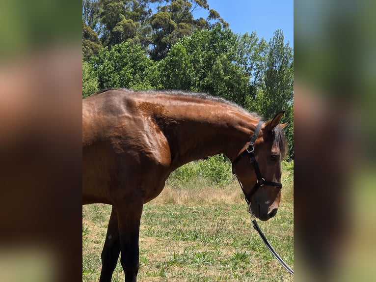 Lusitanien Étalon 4 Ans 163 cm Bai brun in Golega
