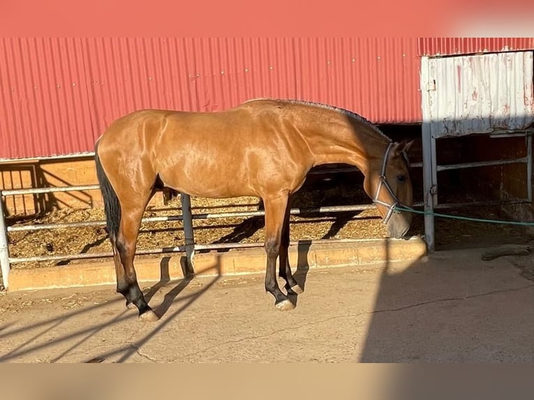 Lusitanien Étalon 4 Ans 163 cm Bai cerise in Extramadura