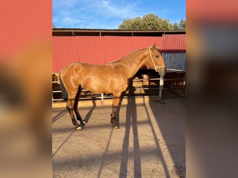 Lusitanien Étalon 4 Ans 163 cm Bai cerise in Extramadura