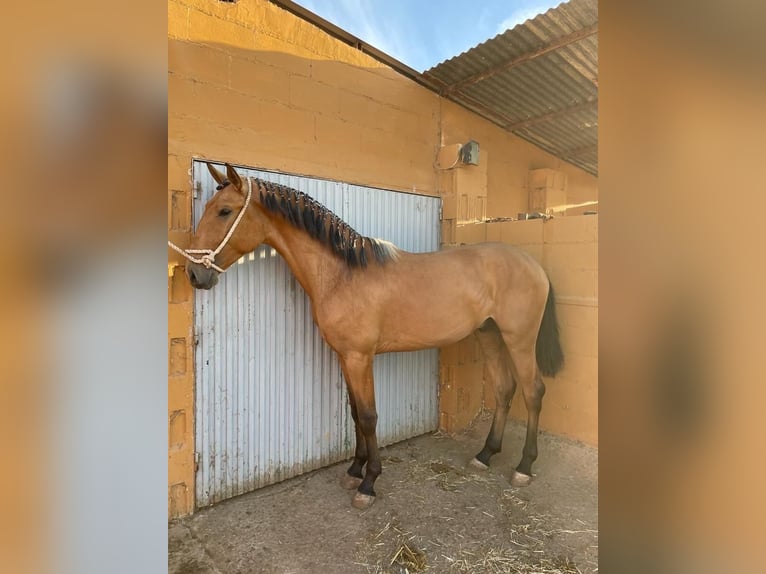 Lusitanien Étalon 4 Ans 163 cm Bai cerise in Extramadura