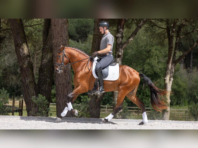 Lusitanien Étalon 4 Ans 163 cm Bai in St. Estevao