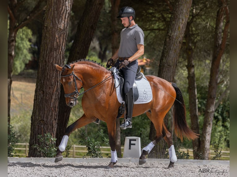 Lusitanien Étalon 4 Ans 163 cm Bai in St. Estevao