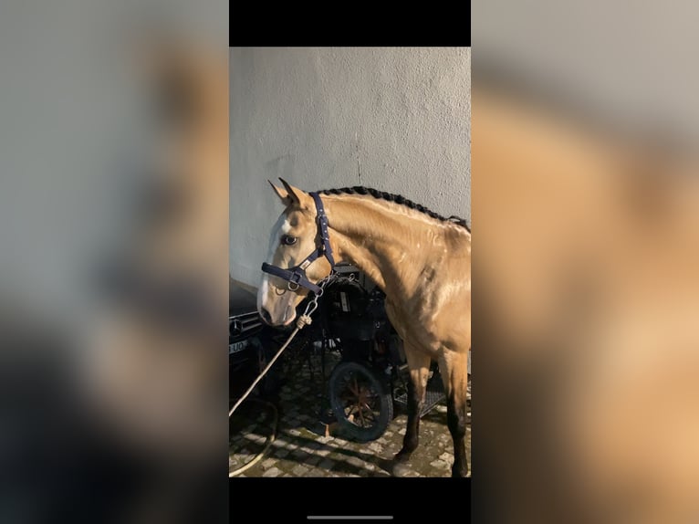 Lusitanien Étalon 4 Ans 163 cm Buckskin in Lissabon