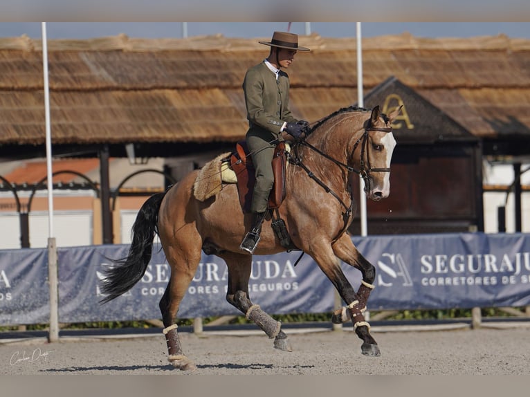 Lusitanien Étalon 4 Ans 163 cm Buckskin in Lissabon