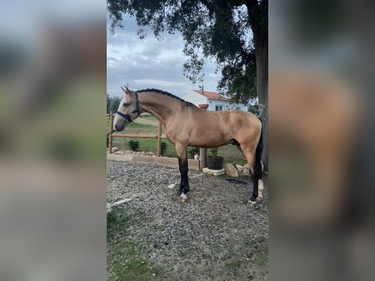 Lusitanien Étalon 4 Ans 163 cm Buckskin in Lissabon