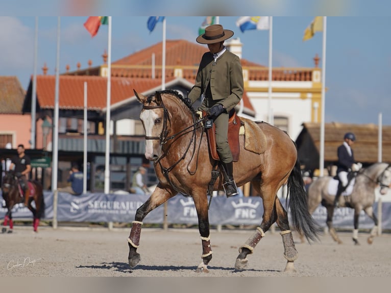 Lusitanien Étalon 4 Ans 163 cm Buckskin in Lissabon