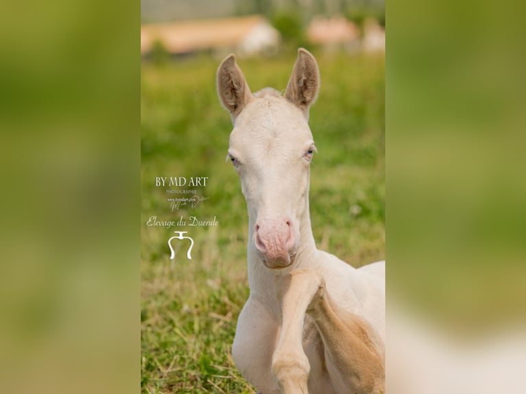 Lusitanien Étalon 4 Ans 163 cm Cremello in Mamer