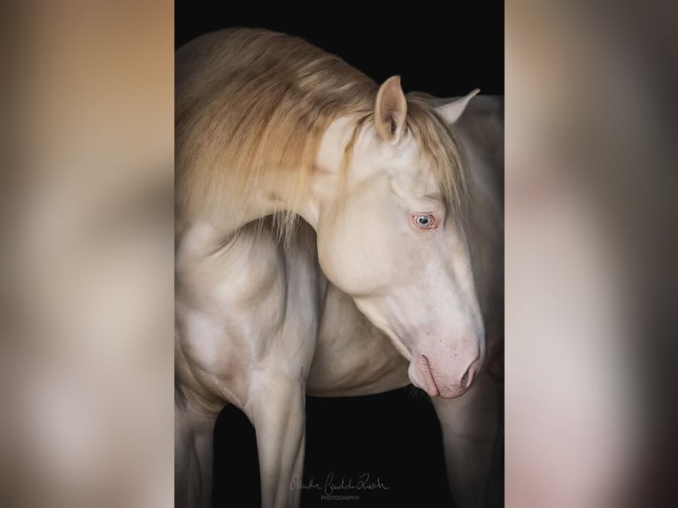 Lusitanien Étalon 4 Ans 163 cm Cremello in Mamer