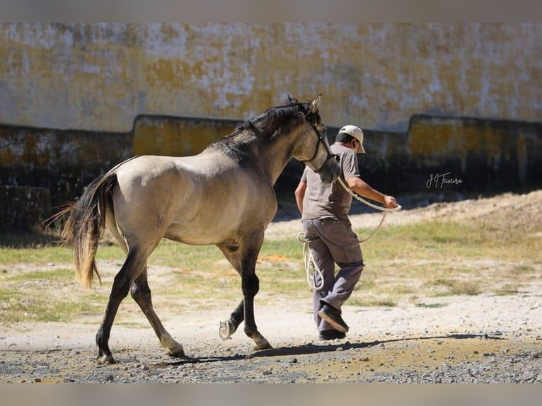 Lusitanien Étalon 4 Ans 163 cm Gris (bai-dun) in RIO MAIOR