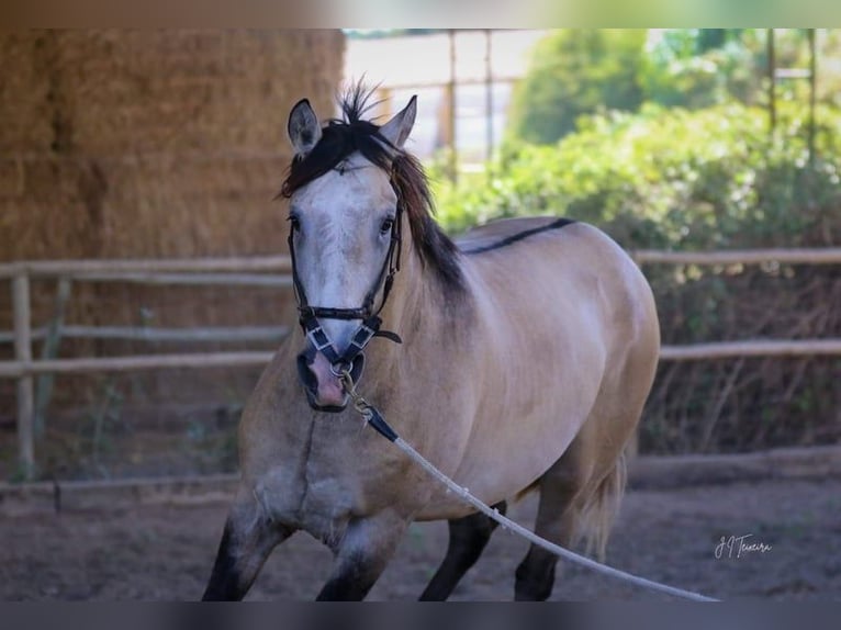 Lusitanien Étalon 4 Ans 163 cm Gris (bai-dun) in RIO MAIOR