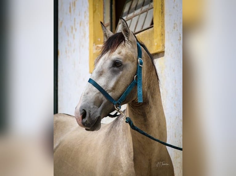 Lusitanien Étalon 4 Ans 163 cm Gris (bai-dun) in RIO MAIOR