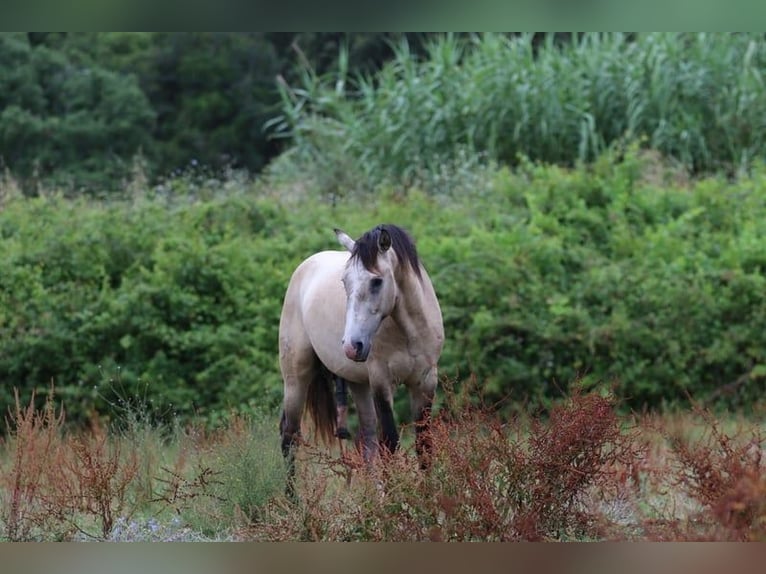 Lusitanien Étalon 4 Ans 163 cm Gris (bai-dun) in RIO MAIOR