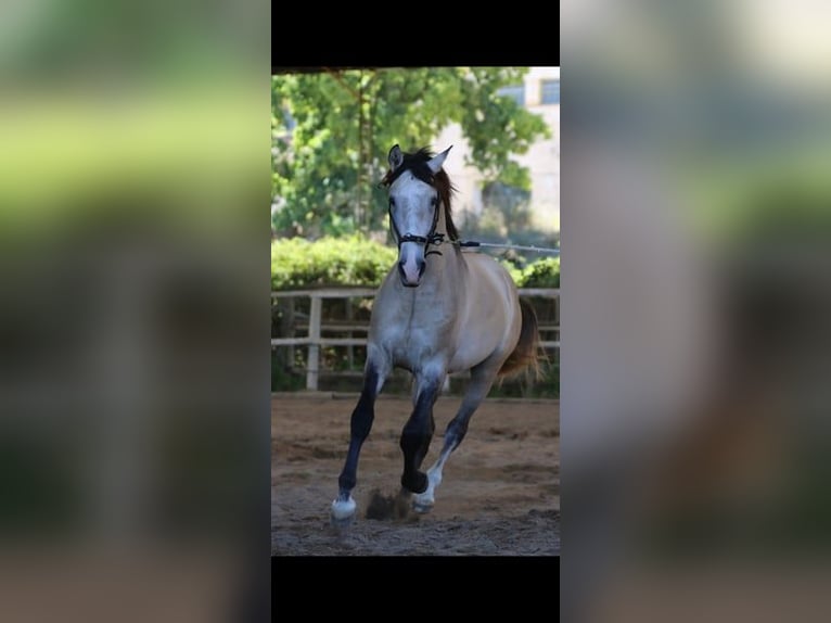 Lusitanien Étalon 4 Ans 163 cm Gris (bai-dun) in RIO MAIOR