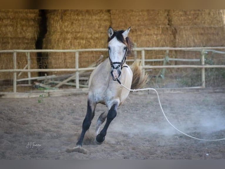 Lusitanien Étalon 4 Ans 163 cm Gris (bai-dun) in RIO MAIOR