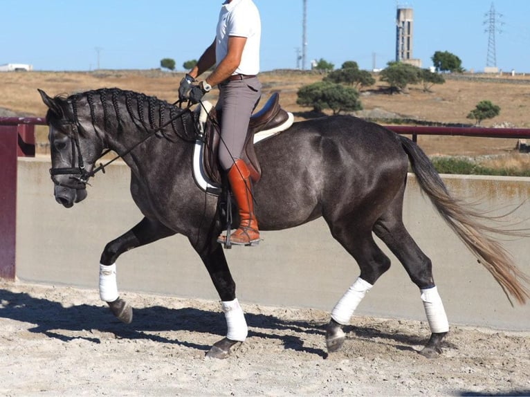 Lusitanien Étalon 4 Ans 163 cm Gris in Navas Del Madroño