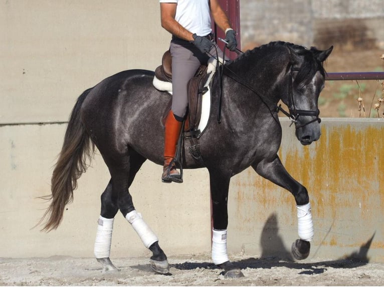 Lusitanien Étalon 4 Ans 163 cm Gris in Navas Del Madroño