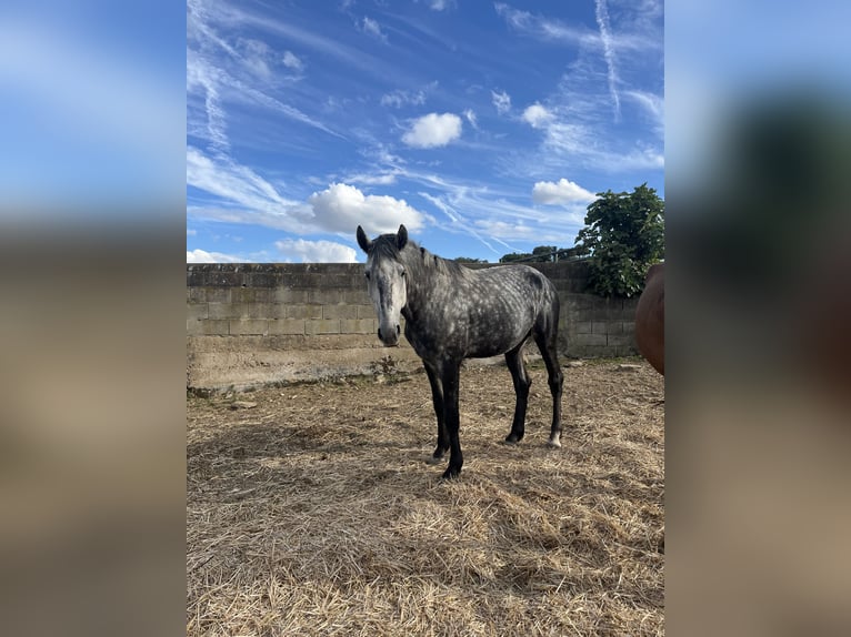 Lusitanien Étalon 4 Ans 163 cm Gris pommelé in Vila Viçosa