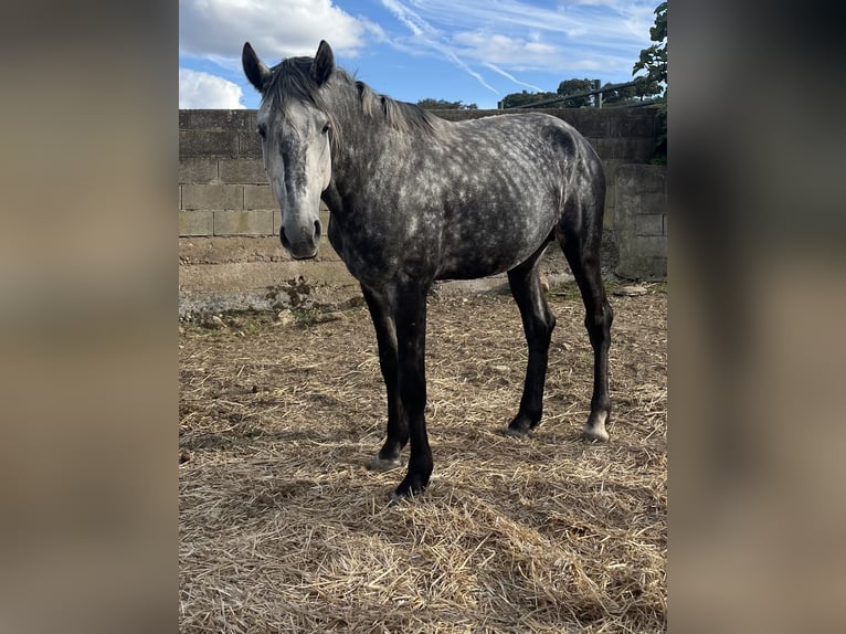 Lusitanien Étalon 4 Ans 163 cm Gris pommelé in Vila Viçosa