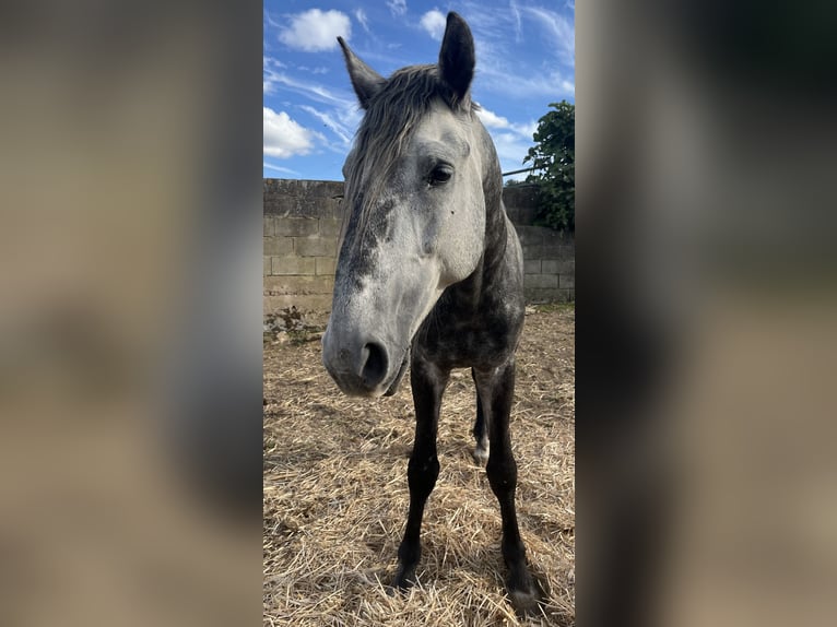 Lusitanien Étalon 4 Ans 163 cm Gris pommelé in Vila Viçosa