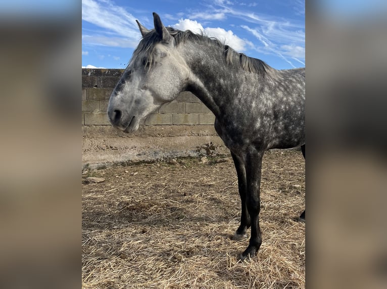 Lusitanien Étalon 4 Ans 163 cm Gris pommelé in Vila Viçosa