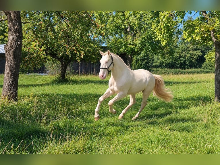 Lusitanien Étalon 4 Ans 163 cm Perlino in Dirlewang