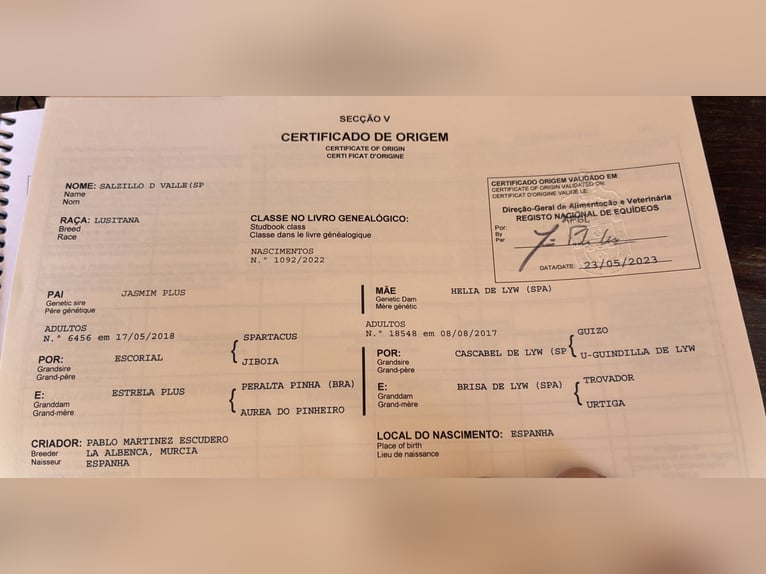 Lusitanien Étalon 4 Ans 164 cm Isabelle in La Alberca