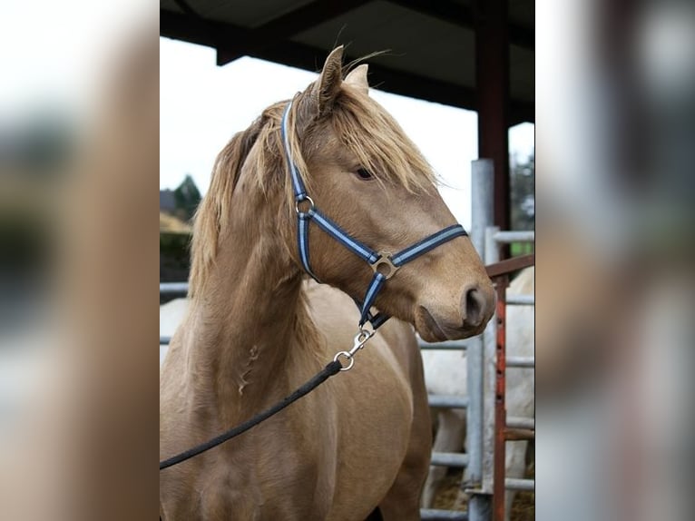 Lusitanien Étalon 4 Ans 164 cm Perle in GOVEN