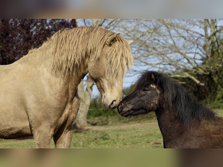 Lusitanien Étalon 4 Ans 164 cm Perle in GOVEN