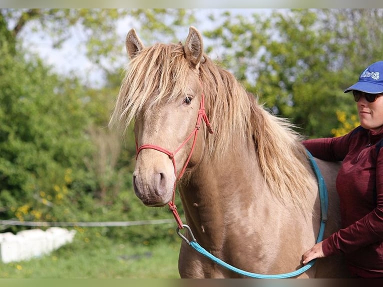 Lusitanien Étalon 4 Ans 164 cm Perle in GOVEN