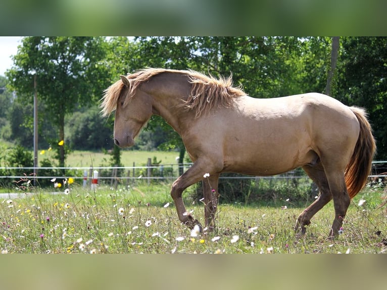 Lusitanien Étalon 4 Ans 164 cm Perle in GOVEN